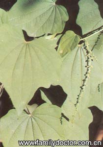 ɽRhizomaDioscoreaeNipponicae/ɽ  Rhizoma Dioscoreae Nipponicae 