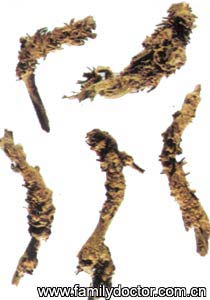 RhizomaCoptidis/   Rhizoma Coptidis 