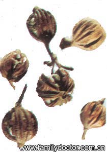 ޢFructusAlpiniaeZerumbet/ޢ  Fructus Alpiniae Zerumbet 