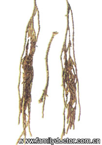 ҶCacumenPlatycladiOrientalis/Ҷ Cacumen Platycladi Orientalis 