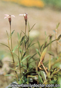 HerbaLobeliaeChinensis/ Herba Lobeliae Chinensis 
