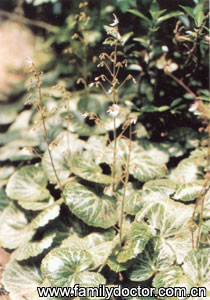 HerbaSaxifragae/ Herba Saxifragae 