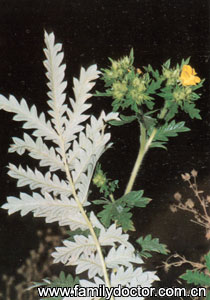 ίHerbaPotentillaeChinensis/ί Herba Potentillae Chinensis 