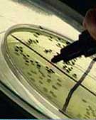 苍蝇体内抗体有助于抗生素研究//