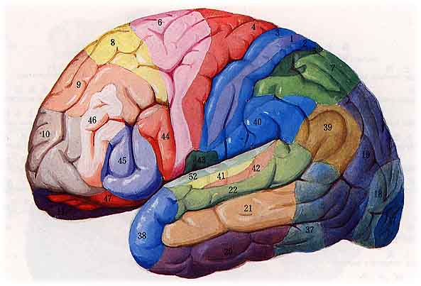 端脑图谱、端脑、沟回、大脑皮质、大脑髓质_