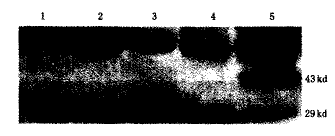 t21903.gif (3932 bytes)