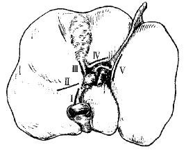 t15101.gif (5826 bytes)