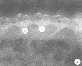 t50-1.gif (14099 �ֽ�)