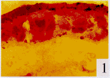 1101.gif (6048 bytes)