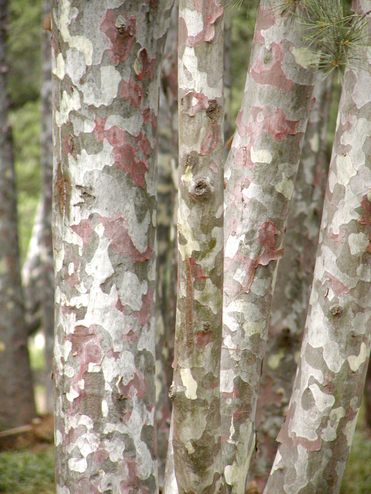 Pinusbungeana/��Ƥ��///��Ƥ��//