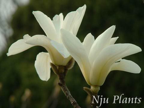 MagnoliadenudataDesr.YulanMagnoliaľMagnoliaceae///