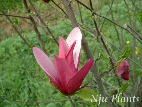 MagnolialilifloraDesr.LilyMagnoliaľMagnoliaceae///