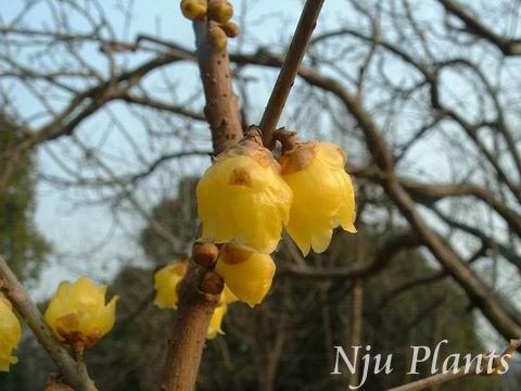 Chimonanthus、praecox(L.)Link、Wintersweet、蜡梅科Calycanthaceae、/蜡梅//
