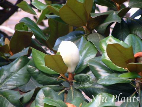 MagnoliagrandifloraL.LotusMagnoliaľMagnoliaceae///