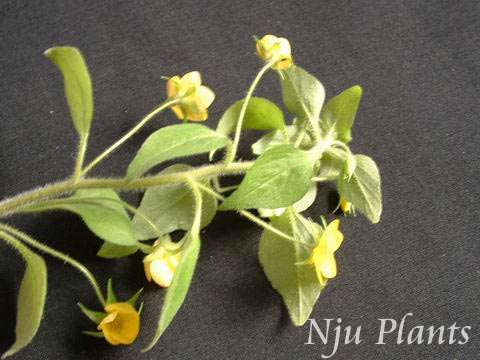 LysimachiagrammicaHanceStriateLoosestrife.Primulaceae/צ//