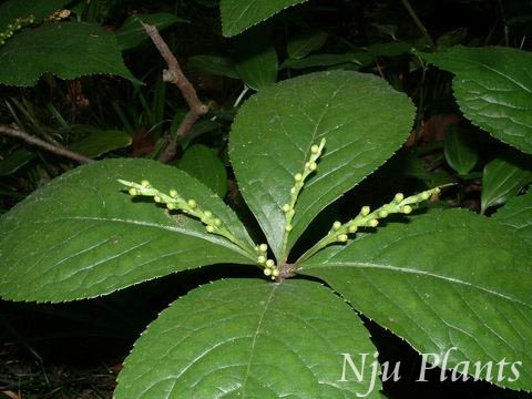 Chloranthusfortunei(A.Gray)Solms-Laub.SilkspikeChloranthusChloranthaceae/˿//