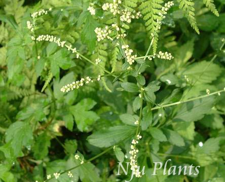 ArtemisialactifloraWall.GhostplantSagebrushտCompositae/װ//