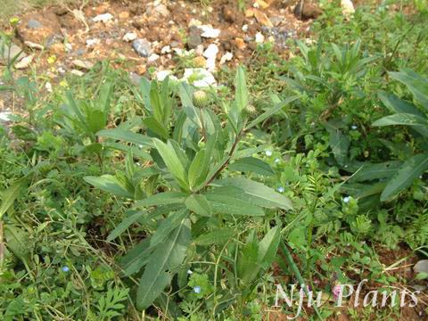 Cirsiumsetosum(Willd.)MB.SpinegreensSetoseThistleտCompositae/̶//