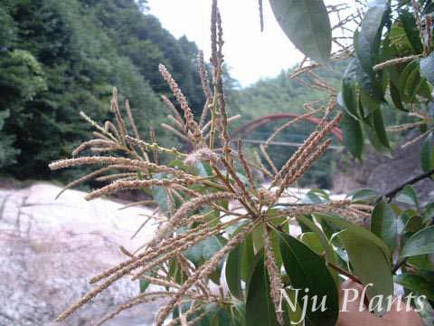 Lithocarpusglaber(Thunb.)NakaiTanoakTanoakǶFagaceae///