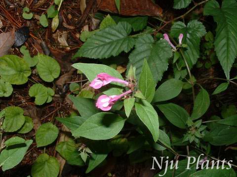 MelampyrumroseumMaxim.RoseCowwheatοScrophulariaceae/ɽ޻//