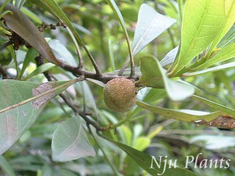 Myricarubra(Lour.)Sieb.etZucc.ChinaWaxmyrtle,ChinaBayberry÷Myricaceae/÷//