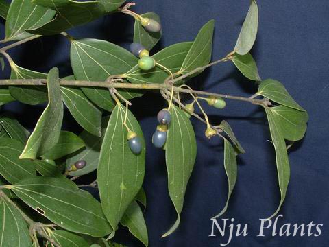 CinnamomumjaponicumSieb.var.chekiangense(Nakai)M.P.TangetYaoJapanCinnamonLauraceae/㽭ù//