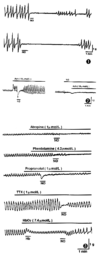 Exogenous nitric oxide directly inhibits antral circular muscle motility of rat stomach in vitro
