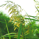 Common Reed Rhizome