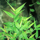 Light Bamboo Leaf