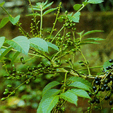 Java Brucea Fruit
