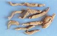 Knoxia Root