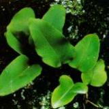 Pyrrosia Leaf