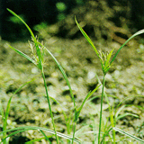 Nutgrass Flatsedge Rhizome