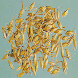 Germinated Barley