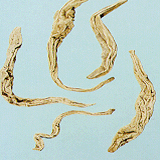Stemona Root