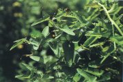 Aristolochia Fruit