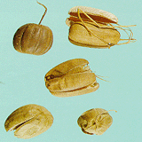 Aristolochia Fruit
