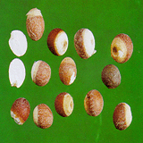 Gordon Euryale Seed