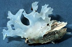 Fungus, White