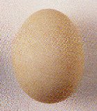 Egg, Goose