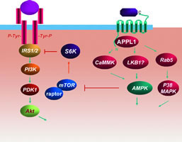 ֬���ؼ����źŴ���