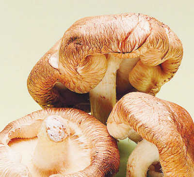 蘑菇专家带你选蘑菇
