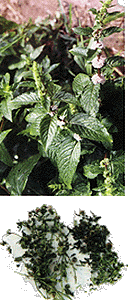 <BR><STRONG>ţ����</STRONG>