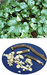 <BR><STRONG>������ɢ</STRONG>