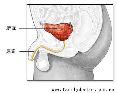 膀胱是储存尿液的组织，与尿道相通。排尿时，尿液随尿道从男性的阴茎和女性的尿道开口排出。