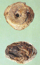 /���㡶������Ϊ¹�ƶ�������MoschusberezovskiiFlerov������M.sifanicusPrzewalski��ԭ��M.moschiferusLinnaeus�������������еĸ������������Ĵ������ء����ϡ����������ࡢ���ɹŵȵء�Ұ������ڶ������δ���ȡ����ȡ�󣬸�ȡ����//ҩ������