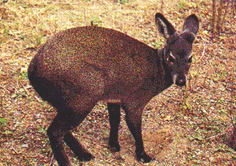 /���㡶������Ϊ¹�ƶ�������MoschusberezovskiiFlerov������M.sifanicusPrzewalski��ԭ��M.moschiferusLinnaeus�������������еĸ������������Ĵ������ء����ϡ����������ࡢ���ɹŵȵء�Ұ������ڶ������δ���ȡ����ȡ�󣬸�ȡ����/