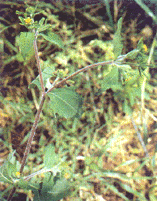 /ϡݲ�ݡ����ޱ��ݡ��ٹ�ϡݲ/��ϡݲ/