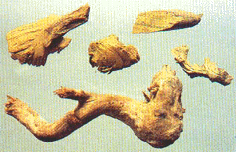 /�����ݿ���ҶС��ľֲ�ﳣɽ/��ɽ��/��ɽ��������/ҩ�ĳ�ɽ