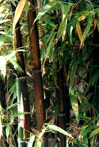 ��Ϭ��
    Stapelia gigantea N. E. Br.